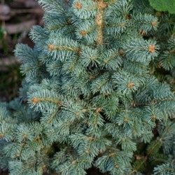 Abies lasiocarpa 'Compacta'