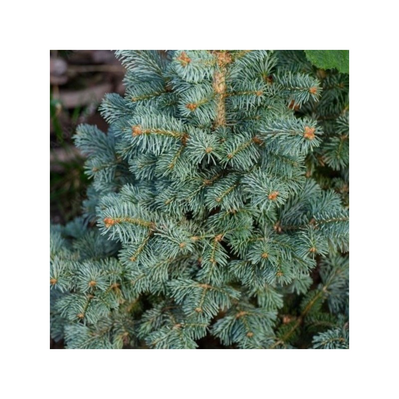 Abies lasiocarpa 'Compacta'