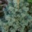 Abies lasiocarpa 'Compacta'