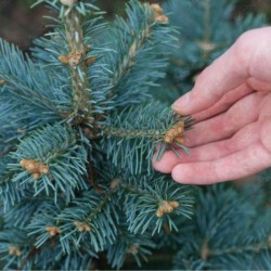 Abies lasiocarpa 'Compacta'