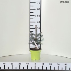 Abies lasiocarpa 'Compacta'