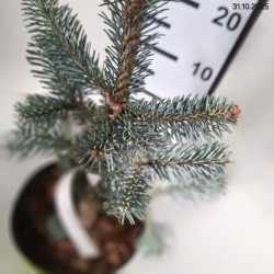 Abies lasiocarpa 'Compacta'
