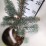 Abies lasiocarpa 'Compacta'