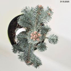 Abies lasiocarpa 'Compacta'