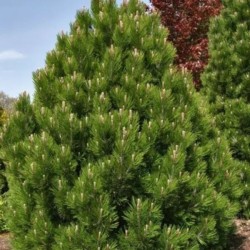 Pinus heldreichii 'Compact...