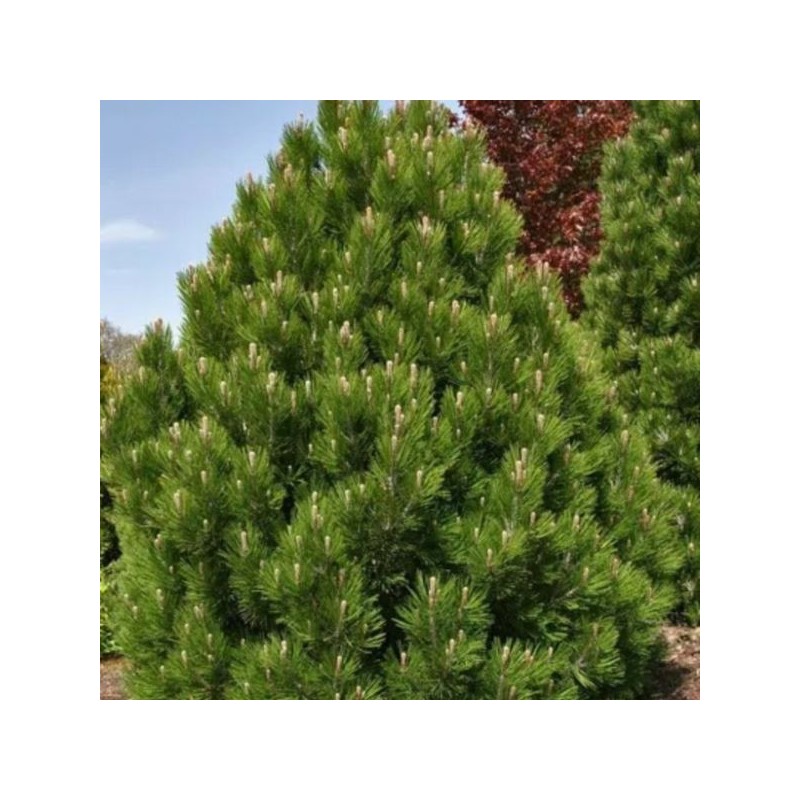 Pinus heldreichii 'Compact Gem'