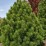 Pinus heldreichii 'Compact Gem'