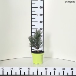 Pinus heldreichii 'Compact Gem'