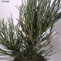 Pinus heldreichii 'Compact Gem'