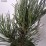 Pinus heldreichii 'Compact Gem'