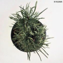 Pinus heldreichii 'Compact Gem'