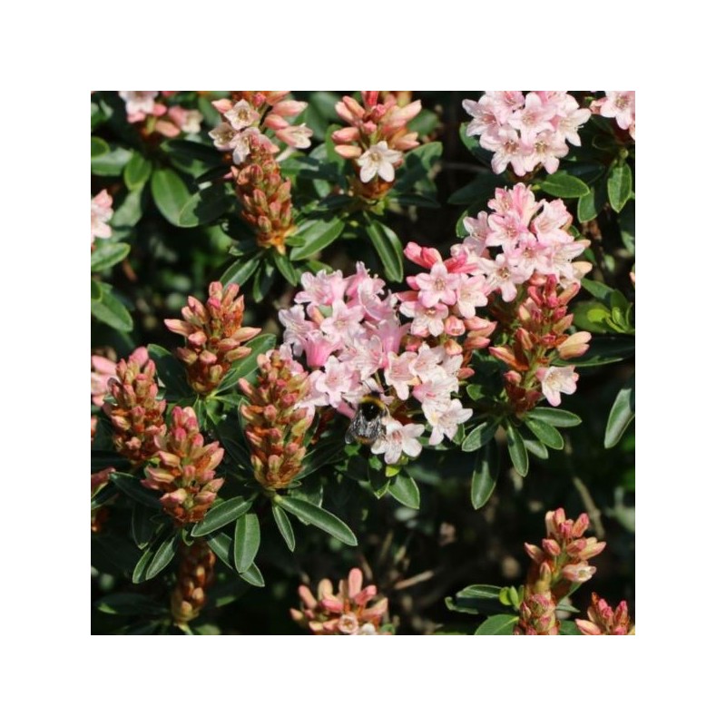 Rhododendron BLOOMBUX 'Microhirs3' PBR