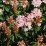 Rhododendron BLOOMBUX 'Microhirs3' PBR