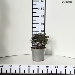 Rhododendron BLOOMBUX 'Microhirs3' PBR