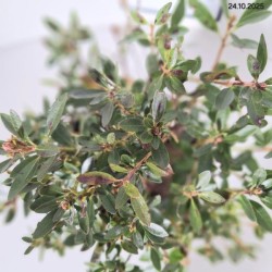 Rhododendron BLOOMBUX 'Microhirs3' PBR