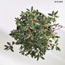 Rhododendron BLOOMBUX 'Microhirs3' PBR