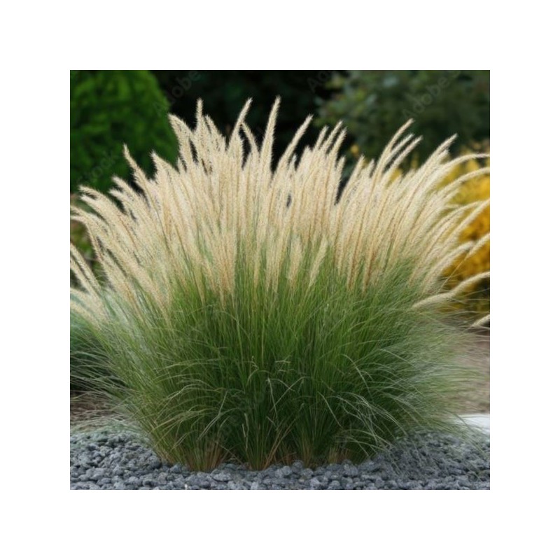 Calamagrostis brachytricha