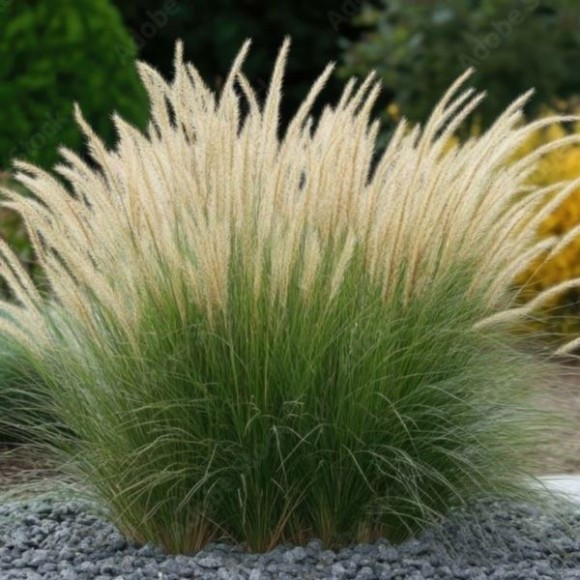 Calamagrostis brachytricha