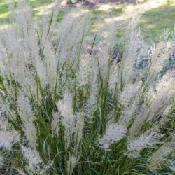 Calamagrostis brachytricha
