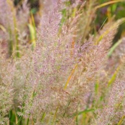 Calamagrostis brachytricha