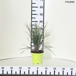 Calamagrostis brachytricha