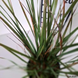 Calamagrostis brachytricha