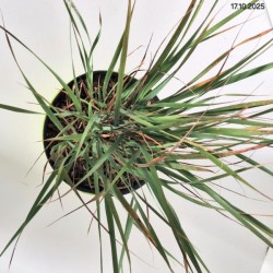 Calamagrostis brachytricha