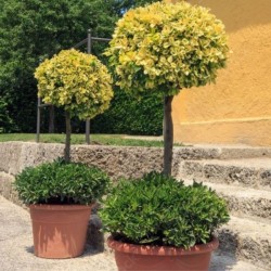 Euonymus fortunei 'Emerald...