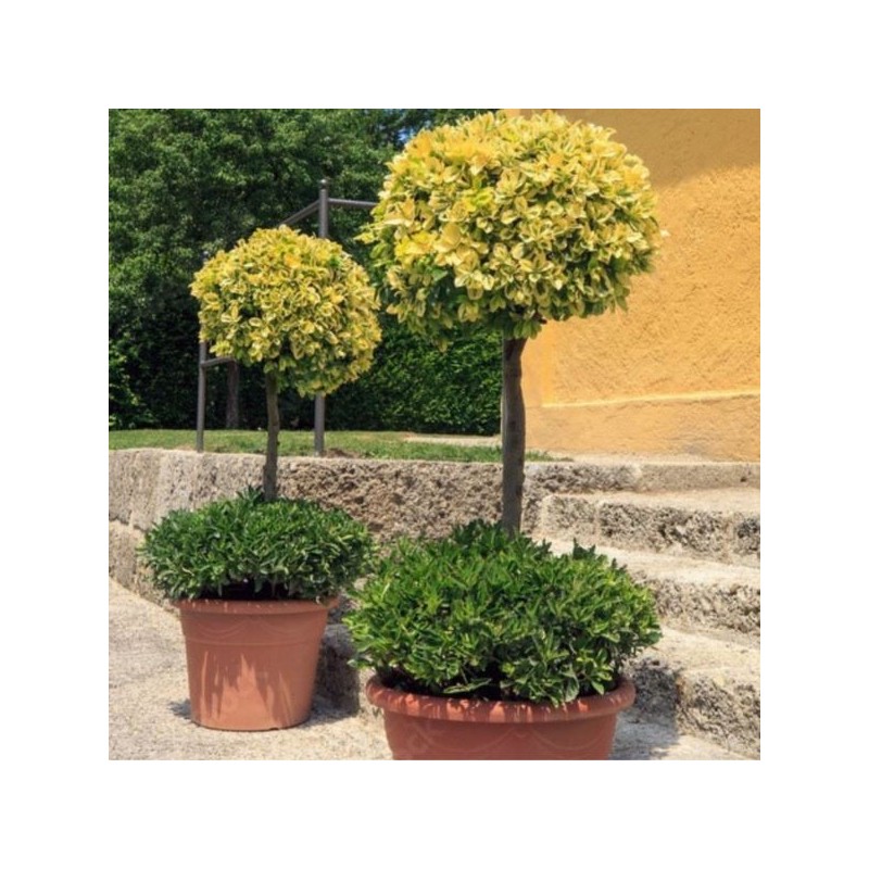 Euonymus fortunei 'Emerald 'n' Gold'