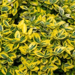 Euonymus fortunei 'Emerald 'n' Gold'