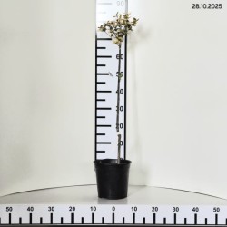 Euonymus fortunei 'Emerald 'n' Gold'