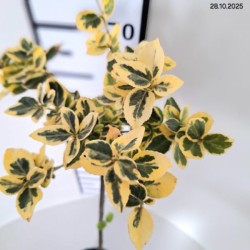 Euonymus fortunei 'Emerald 'n' Gold'