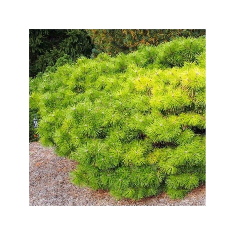 Pinus densiflora 'Jane Kluis'