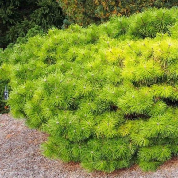 Pinus densiflora 'Jane Kluis'