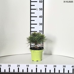 Pinus densiflora 'Jane Kluis'