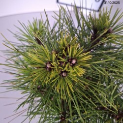Pinus densiflora 'Jane Kluis'