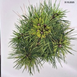 Pinus densiflora 'Jane Kluis'