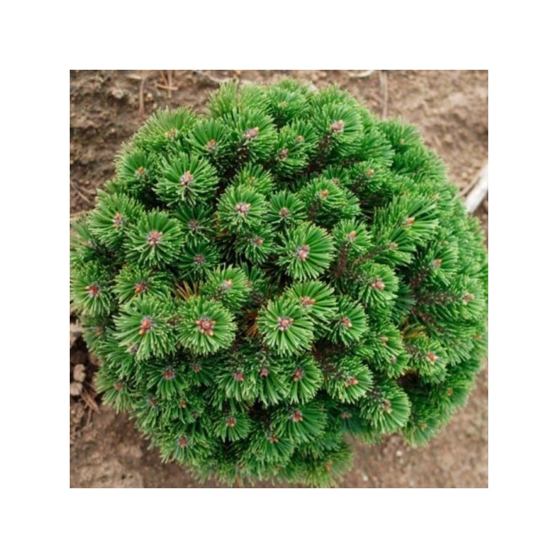 Pinus mugo 'Sherwood Compact'
