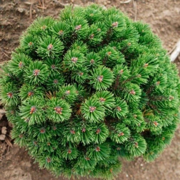 Pinus mugo 'Sherwood Compact'