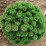 Pinus mugo 'Sherwood Compact'