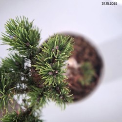 Pinus mugo 'Sherwood Compact'