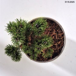 Pinus mugo 'Sherwood Compact'