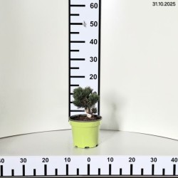 Pinus mugo 'Sherwood Compact'