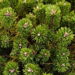 Pinus mugo 'Sherwood Compact'