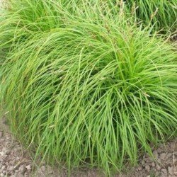 Carex caryophyllea 'The...