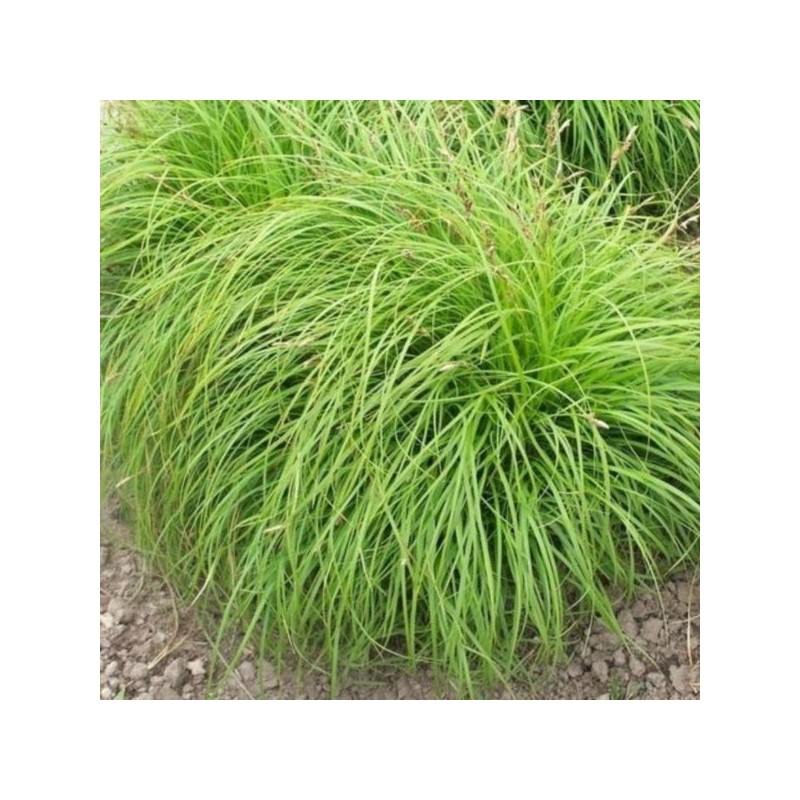 Carex caryophyllea 'The Beatles'