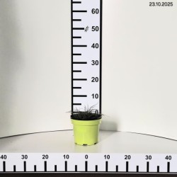 Carex caryophyllea 'The Beatles'