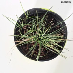 Carex caryophyllea 'The Beatles'