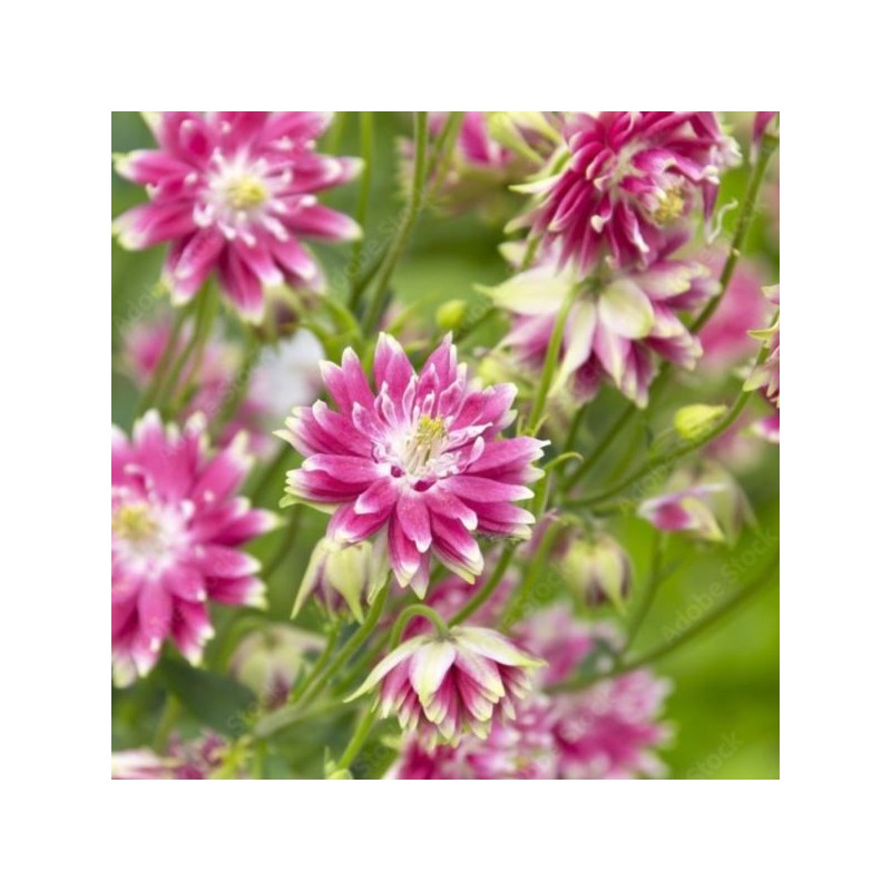 Aquilegia vulgaris 'Nora Barlow'