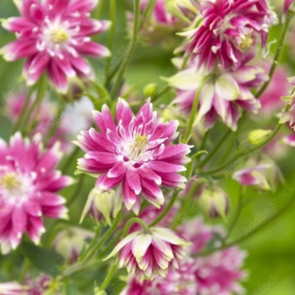 Aquilegia vulgaris 'Nora Barlow'